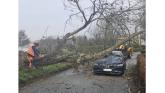 LIVE: driver has miraculous escape as tree falls on car during Storm Bram LIVE: driver has miraculous escape as tree falls on car during Storm Bram