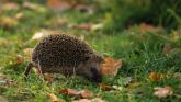 Don't make their vitals spike! Basic First Aid for hedgehogs talk to take place in Kildare