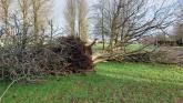 Many more trees likely to fall across Kildare - because half of them have disease