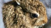 First orphan of the year being bottle fed at Kildare Wildlife Rescue