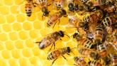 'Lets help the local environment': Open call for beehive locations in South Kildare