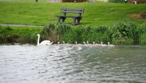 WATCH: Mammy swan and nine babies head out for a swim on Naas lakes