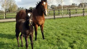 New director appointed to Irish National Stud board