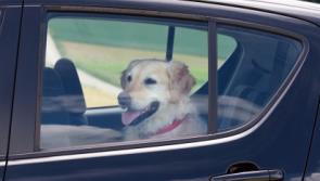 Have pooch, will travel - how to keep your dog safe in the car