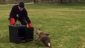 VIDEO: Watch as Kilcullen schoolkids release poisoned buzzard back into the wild