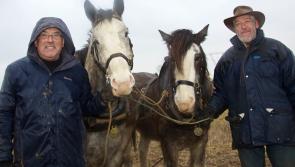 PHOTO GALLERY: County Kildare ploughing championships