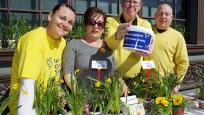 PHOTO GALLERY: Daffodil Day across Kildare