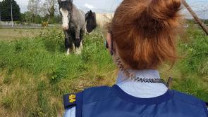 Gardai seize two stray horses in Kildare