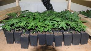 BREAKING: €500k worth of cannabis and cocaine found at Kildare grow house  