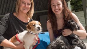 PHOTO GALLERY: Kildare Animal Foundation Open Day