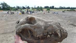 PHOTO GALLERY:  Buried for 1,200 years in Sallins - skulls,  jewellery and burial chambers