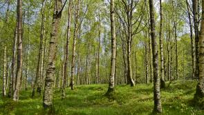 Explore your forestry options with Teagasc at the Ploughing Championships