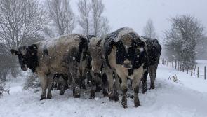 GALLERY: Animal welfare and road conditions a concern in rural Kildare
