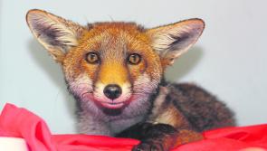 Summer wildlife volunteers wanted at Kildare Animal Foundation