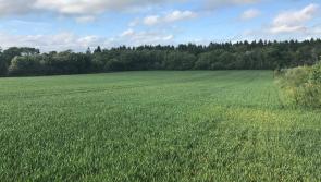 Excellent Kildare land up for auction in majestic setting outside Monasterevin