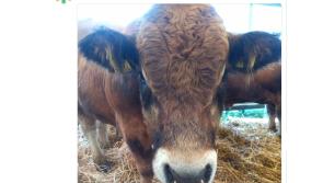 The best Tweets from the first day at the National Ploughing Championships