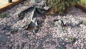 Anger as Naas cancer garden vandalised