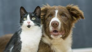 Veterinary clinic in Newbridge, Kildare offers information for Ukrainian pets entering into Ireland
