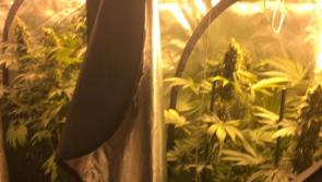 Man arrested in connection with alleged Newbridge growhouse to appear in Kildare court