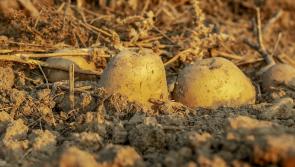 Met Éireann releases potato blight advisory warning