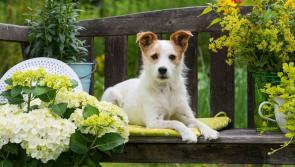 The Keadeen Hotel, Newbridge to host Christmas Fair in aid of the KWWSPCA 