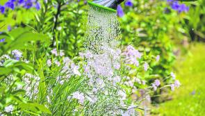 Kildare PPN to run sustainable gardening course for member groups