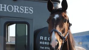Thoroughbred Trail ... at Conor O'Dwyer's Yard