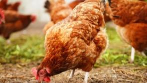North Kildare chicken run this weekend!