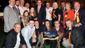 Kildare's Dolores Ruth trained dog pipped in pulsating Derby final
