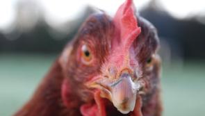 Kildare animal sanctuary to feature on new documentary series 