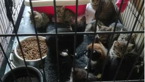 Kildare based animal charity await An Bord Pleanála’s decision 