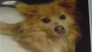 Family appeal for information on brutal injuries inflicted on family dog