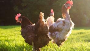 Chicken rescue roadshow travelling to Kill, Naas  and Tallaght this Sunday 