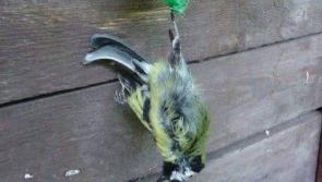 Bird feeding tips from irelandswildlife.com