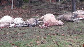"Treasured pets" savage attack kills six rams and injures four more