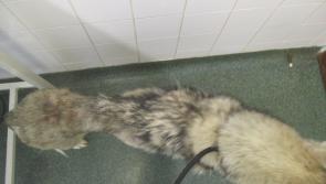 Man convicted of cruelty to dogs and banned from animals for five years 