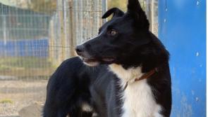 KWWSPCA warn of new regulations re the sale/supply of animals
