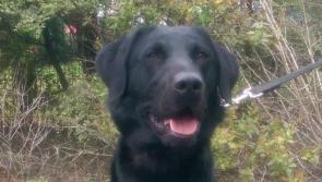 Scooby helps in seizure of herbal cannabis, worth €400,000 at Dublin airport