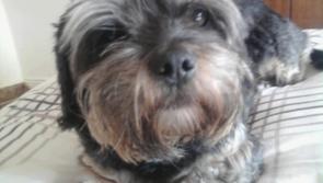 Owners appeal for help to locate 16 year old 'Elvis' 
