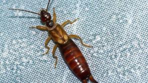 Co Kildare tenant is really bugged by rental property 'infested' with earwigs 