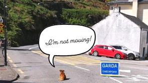 "I'm not moving!" - brave pooch defies Garda Covid-19 checkpoint over Easter weekend 