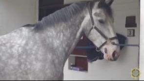 WATCH: Garda&iacute; issue appeal for name as lovely new horse joins the Mounted Unit 