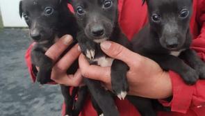 Paw Patrol: Dogs worth &euro;5k found in speeding van on motorway 