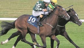 Relief all round as Naas meeting goes off without a hitch