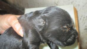 Puppy farmer's premises described as 'Animal Auschwitz'