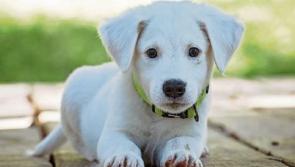 Gardai issue appeal to dog owners and offer advice after recent thefts