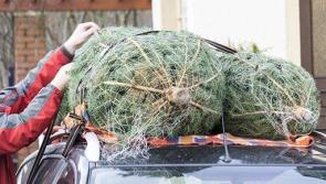 Six tips to transport your Christmas tree home safely this festive season