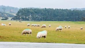KILDARE: Curragh Plains online survey deadline extended to November 16