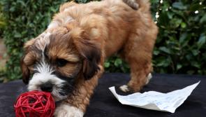 Get your dog licence - reminder is issued to Kildare dog owners