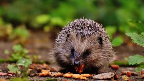 Kildare volunteers needed for second nationwide hedgehog survey